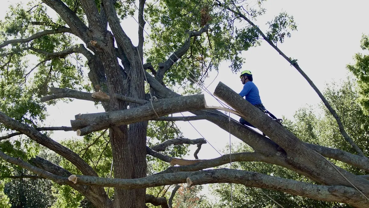 Professional Crown Thinning performed by certified arborists in East Carbon